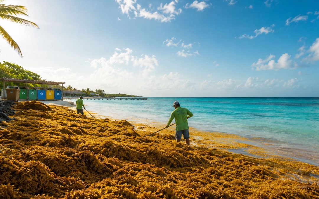 BONCIRC – Afval Bonaire – Sargassum