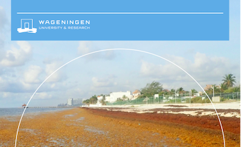 WUR Publishing: Final report Sargassum in Mexico