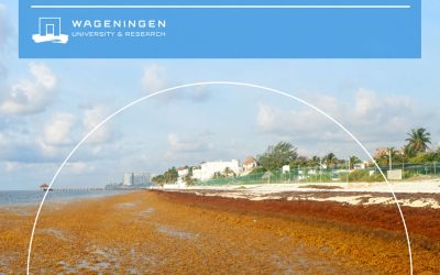 WUR Publishing: Eindrapport Sargassum in Mexico